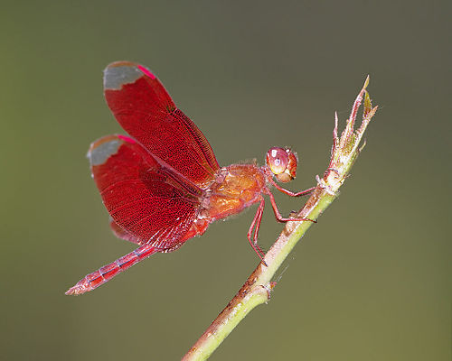 Neurothemis fulvia